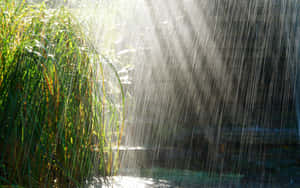 陽光穿過落在黑暗水邊綠色蘆葦上的雨。 — 雨天 壁紙