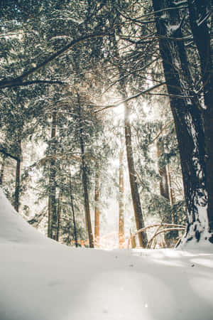 陽光穿過積雪的松樹，照耀在冬日森林中。 — 森林 壁紙