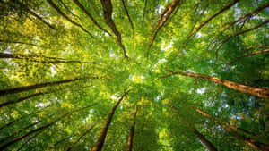 透過森林樹冠仰望，陽光穿過綠葉灑落。 — 森林 壁紙