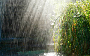 陽光穿過落在池塘旁高大蘆葦上的雨。 — 雨天 壁紙