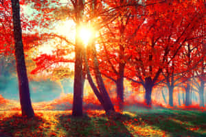 陽光穿過霧氣森林中的紅色秋樹。 — 秋天 壁紙