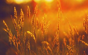 金色的草被溫暖的夕陽照亮，背景柔和模糊。