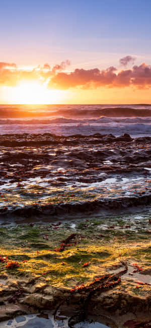 夕陽下的海洋，海浪拍打著佈滿海藻的岩石海岸。 — 沙灘 壁紙