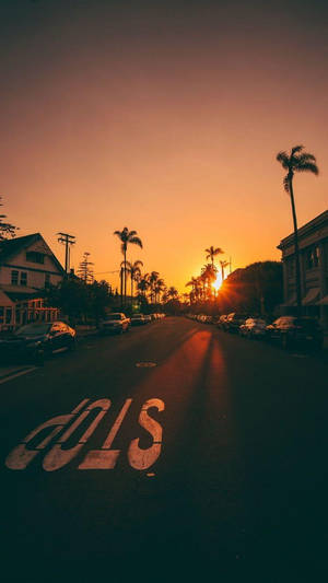 夕陽下的棕櫚樹街道，褪色的慢行道路標記