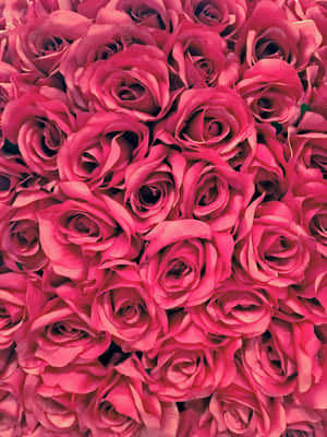 密集排列的粉紅玫瑰，花瓣細節豐富。 — 花卉 iPhone 壁紙