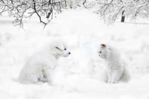 一隻白色小狗和小貓在雪中相對而坐。