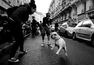 法國鬥牛犬在城市街道上於兩人之間奔跑。