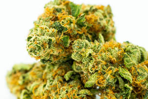 特寫：白色背景上帶有金色毛狀體的綠色大麻花蕾