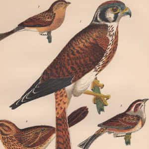 四幅帶標籤的鳥類插圖，採用復古自然歷史風格。