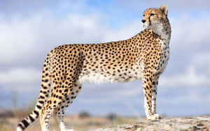 一隻獵豹站在藍天下的大草原景觀中的岩石上。