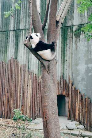 一隻大熊貓在動物園內有竹柵欄的圍欄中的樹上休息。