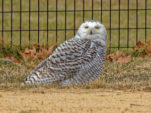 雪鴞棲息在圍欄附近的草地上，伴有落葉 — 可愛貓頭鷹 壁紙