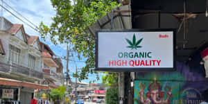 一個商店招牌，在熱帶城市街道環境中宣傳有機高品質大麻花蕾。