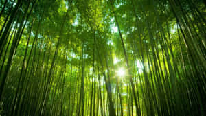 陽光穿過茂密森林中高大的竹子。