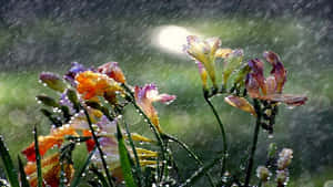 色彩繽紛的番紅花覆蓋著雨滴，陽光透過雨水照射。