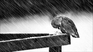 一隻小鳥在木欄杆上躲避暴風雪。