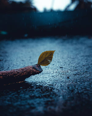 黃昏時分，雨浸的水中枝上的一片黃葉。