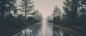 潮濕的道路穿過松樹林，在灰濛濛有霧的天氣中，帶有黃色中心線。