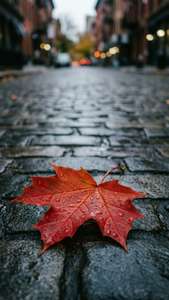 在城市環境中，一片帶有水珠的紅色楓葉躺在濕漉漉的鵝卵石街道上。