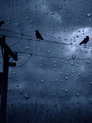 暴風雨中，透過被雨水弄濕的窗戶看到三隻鳥在電線上。 — 天氣 壁紙