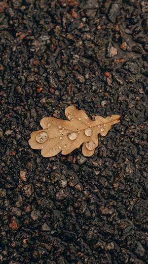 深色瀝青上帶有雨滴的濕橡樹葉 — 三星 Galaxy S20 壁紙