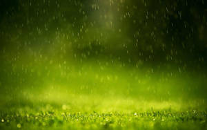 雨水落在茂密的綠草上，背景柔和發光