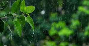 綠葉在森林中因落下的雨滴而閃閃發光。
