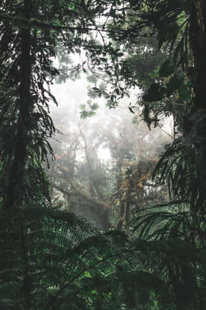雨林背景 — 森林景色 壁紙