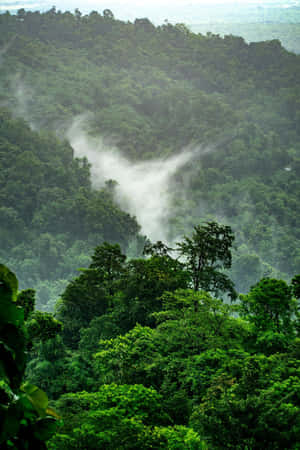 雨林背景 — 森林景色 壁紙