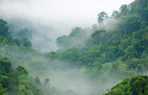 雨林背景 — 森林景色 壁紙