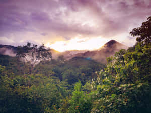 雨林背景 — 森林景色 壁紙