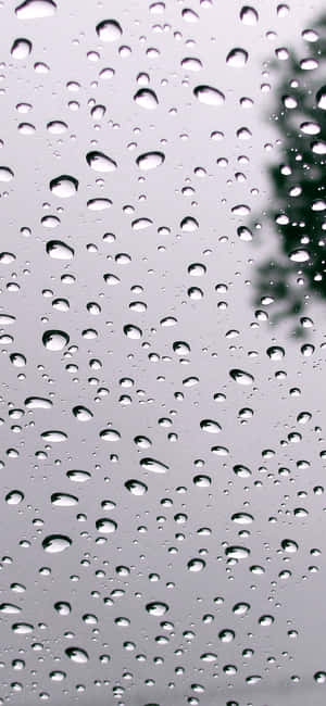 玻璃窗上的雨滴和模糊的綠色樹枝。 — 沙灘 壁紙