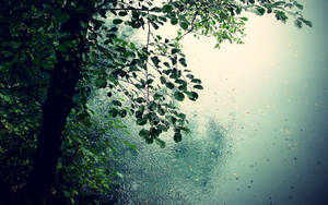 雨滴在樹枝下的湖面上泛起漣漪。 — 雨 壁紙