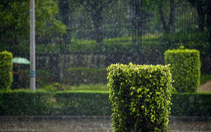 公園裡一個下雨天，有綠色籬笆和一個撐傘的人。 — 雨天 壁紙