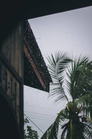 窗戶上的雨滴，暴風雨期間外面可見棕櫚樹。 — 棕櫚樹 GIF 壁紙