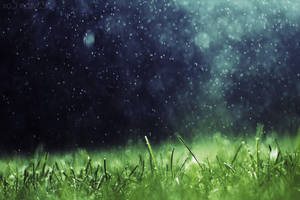 近距離拍攝雨水落在茂密綠草上，天空陰暗。 — 草 壁紙