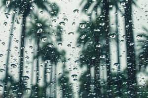玻璃上的雨滴與背景模糊的棕櫚樹