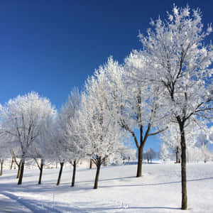 晴朗藍天下，雪地中的霜凍樹木。 — 樹 壁紙