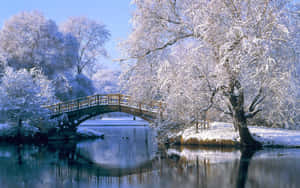 白雪覆蓋的樹木環繞著冬季平靜河流上的木橋。 — 冬日美學 壁紙
