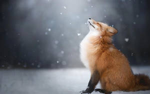 一隻紅狐坐在雪中，仰望飄落的雪花。 — 冬天桌面 壁紙