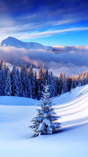山坡上的雪松，背景是山脈和雲層。