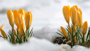 早春時節，黃色番紅花從融雪中冒出。 — 黃色美學 壁紙
