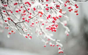 冬日場景中，白雪覆蓋的樹枝上掛著鮮紅色的漿果。 — 冬日美學 壁紙