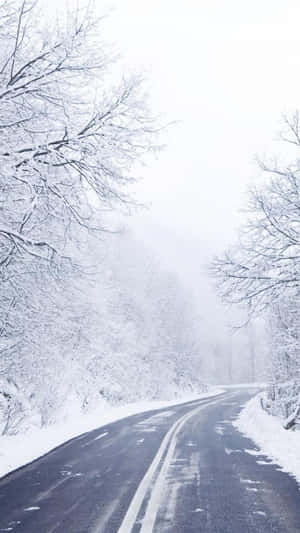 積雪的道路蜿蜒穿過寧靜的冬季森林，樹木光禿。