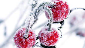 冬天，雪白的樹枝上結滿了霜的紅色漿果。 — 雪 壁紙