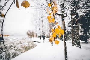 白雪覆蓋的森林小徑，黃葉緊貼樹枝。
