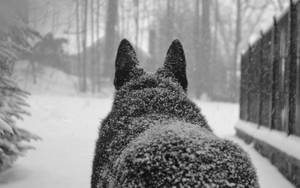 狗在積雪的森林小徑上行走，背上積雪。