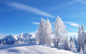 蔚藍天空下的雪松和雪山