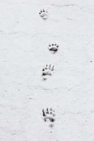 雪景美圖 — 低對比度 壁紙