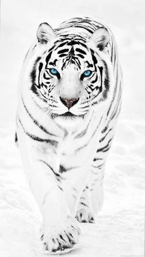 藍眼白虎在雪中行走 — 動物 壁紙